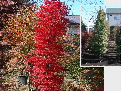 Buy Tsukasa Silhoette Columnar Japanese Maple Buy Tsukasa Silhoette Columnar Japanese Maple